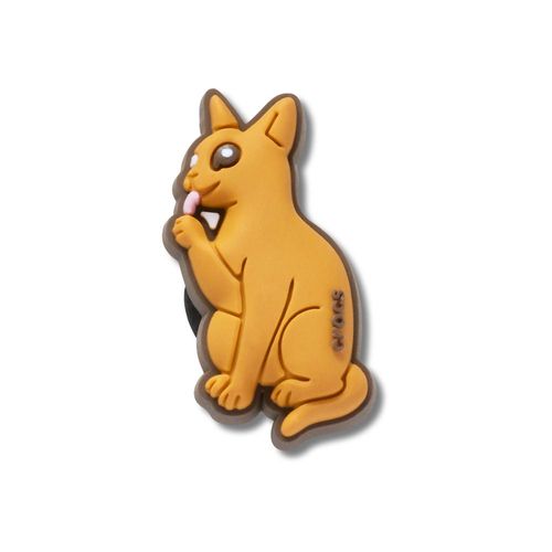 Gato Abissínio